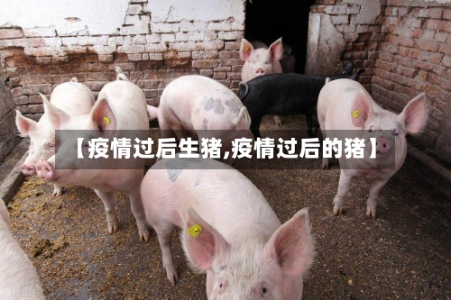 【疫情过后生猪,疫情过后的猪】