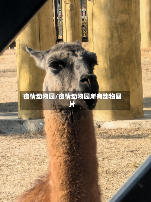 疫情动物园/疫情动物园所有动物图片-第2张图片