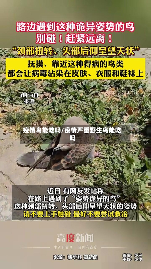 疫情鸟能吃吗/疫情严重野生鸟能吃吗-第2张图片