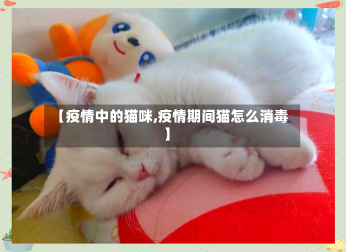 【疫情中的猫咪,疫情期间猫怎么消毒】-第3张图片