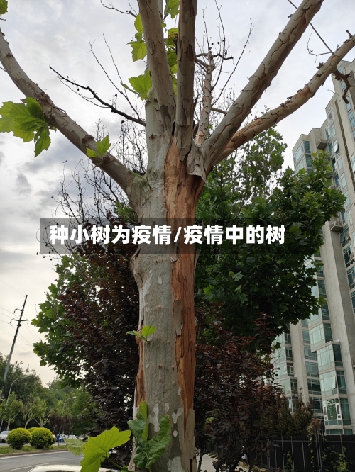 种小树为疫情/疫情中的树-第2张图片