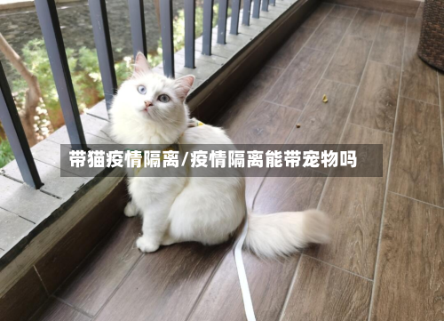 带猫疫情隔离/疫情隔离能带宠物吗-第2张图片
