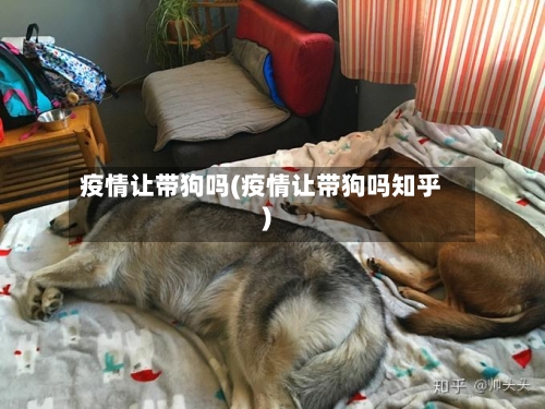 疫情让带狗吗(疫情让带狗吗知乎)