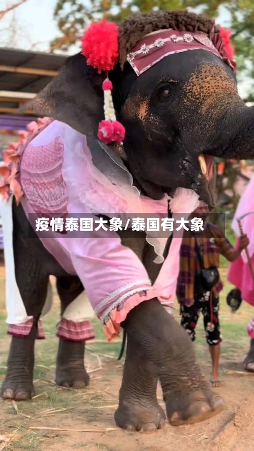 疫情泰国大象/泰国有大象