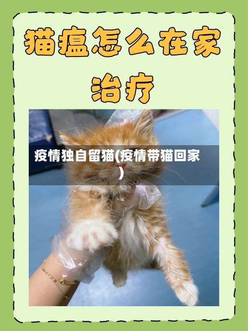 疫情独自留猫(疫情带猫回家)