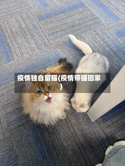 疫情独自留猫(疫情带猫回家)-第2张图片