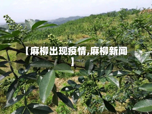 【麻柳出现疫情,麻柳新闻】-第3张图片