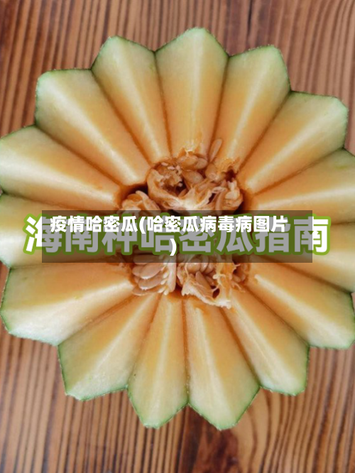 疫情哈密瓜(哈密瓜病毒病图片)-第2张图片
