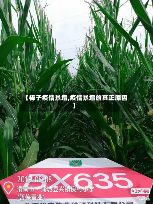 【棒子疫情暴增,疫情暴增的真正原因】-第3张图片