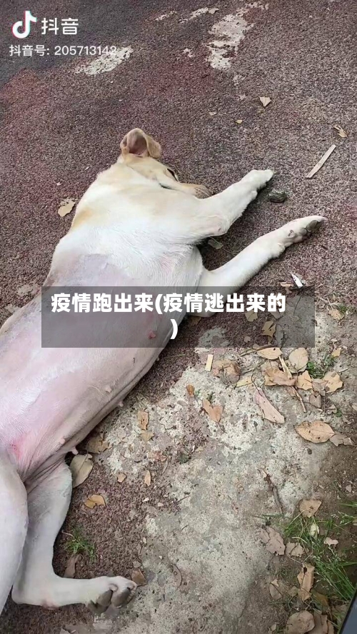 疫情跑出来(疫情逃出来的)