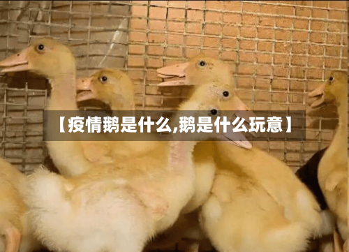 【疫情鹅是什么,鹅是什么玩意】