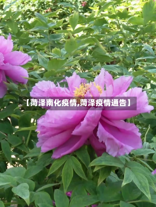 【菏泽南化疫情,菏泽疫情通告】-第2张图片