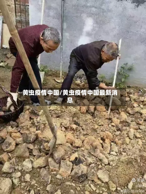 黄虫疫情中国/黄虫疫情中国最新消息-第2张图片