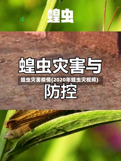 蝗虫灾害疫情(2020年蝗虫灾视频)