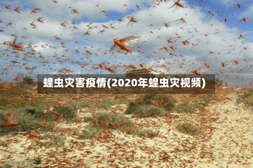 蝗虫灾害疫情(2020年蝗虫灾视频)-第2张图片