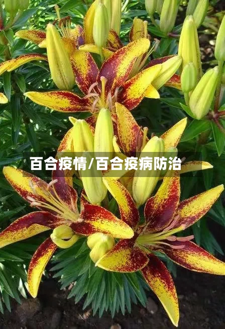 百合疫情/百合疫病防治-第2张图片