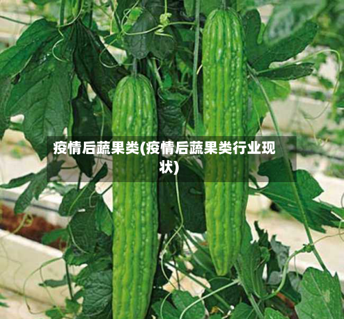 疫情后蔬果类(疫情后蔬果类行业现状)