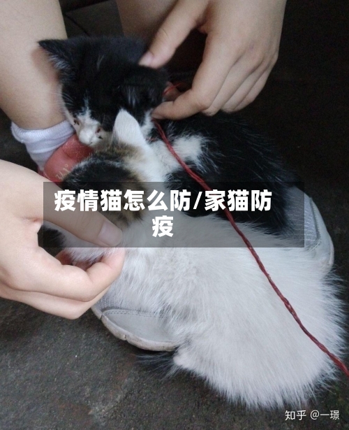 疫情猫怎么防/家猫防疫-第2张图片