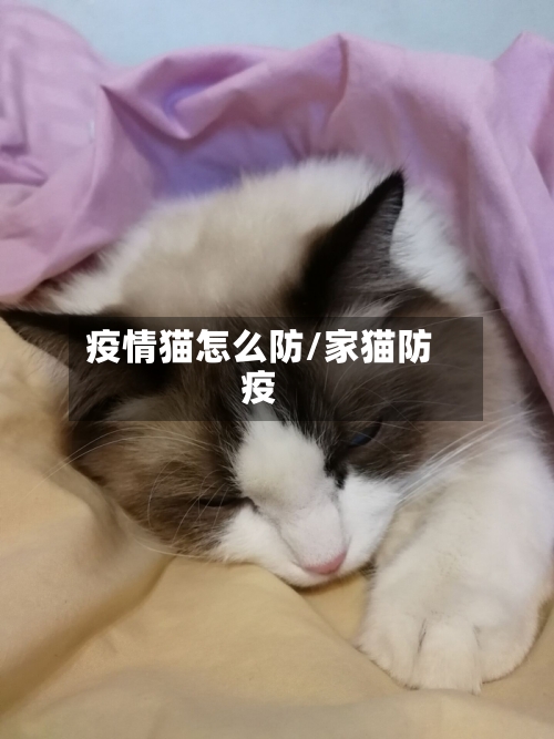 疫情猫怎么防/家猫防疫