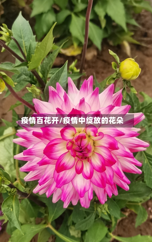 疫情百花开/疫情中绽放的花朵-第2张图片