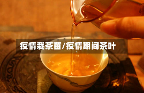 疫情栽茶苗/疫情期间茶叶