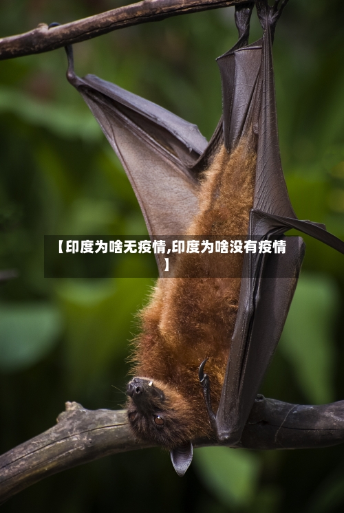【印度为啥无疫情,印度为啥没有疫情】