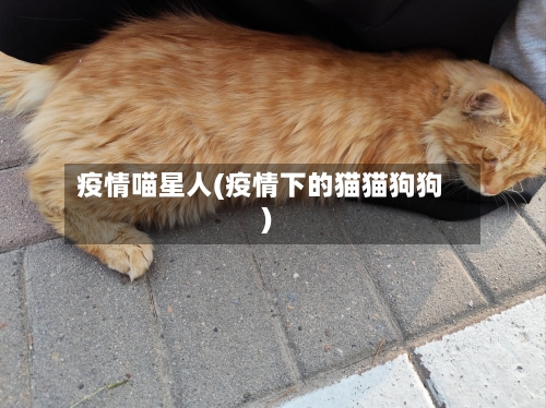 疫情喵星人(疫情下的猫猫狗狗)-第2张图片