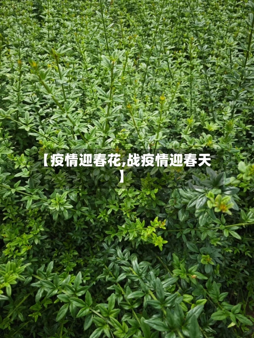 【疫情迎春花,战疫情迎春天】