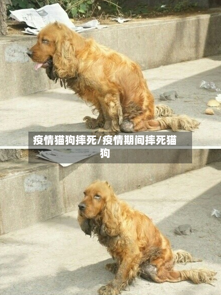 疫情猫狗摔死/疫情期间摔死猫狗-第2张图片