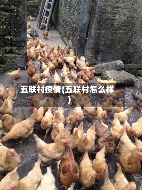 五联村疫情(五联村怎么样)-第2张图片