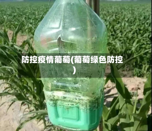 防控疫情葡萄(葡萄绿色防控)-第2张图片