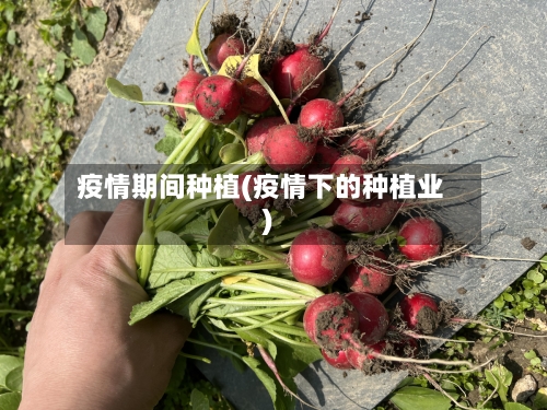 疫情期间种植(疫情下的种植业)-第2张图片